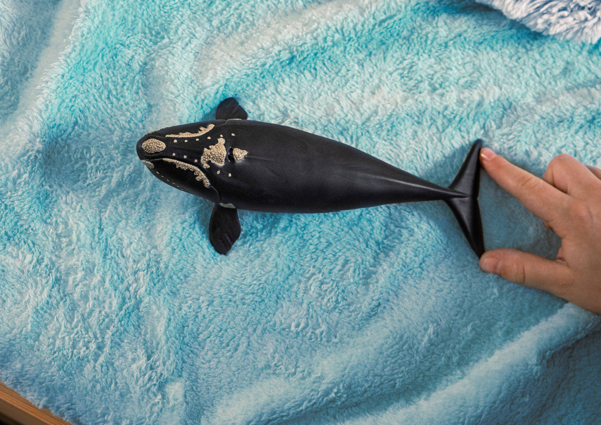 North Atlantic Right Whale